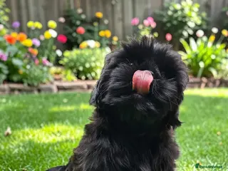 Shih Tzu dogs STUNNING PURE STANDARD SHIH TZU - Advert 3