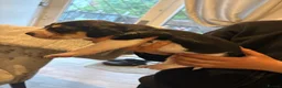 Beagle dogs for sale: Beagle pups in Bradford - Advert 14