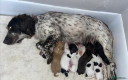 Cocker Spaniel dogs for sale: Cocker spaniel puppies  - Advert 6