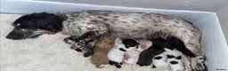 Cocker Spaniel dogs for sale: Cocker spaniel puppies  - Advert 6