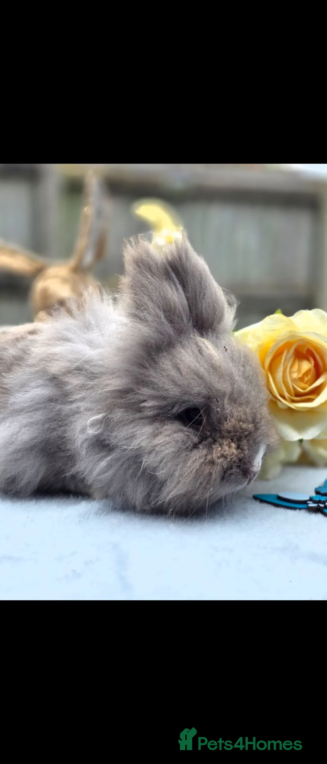 Lionhead rabbits for sale: Double Mained Lions For Reserve. - Advert 7