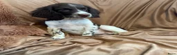 English Springer Spaniel dogs for sale: Stunning springer spaniel pups - Advert 8