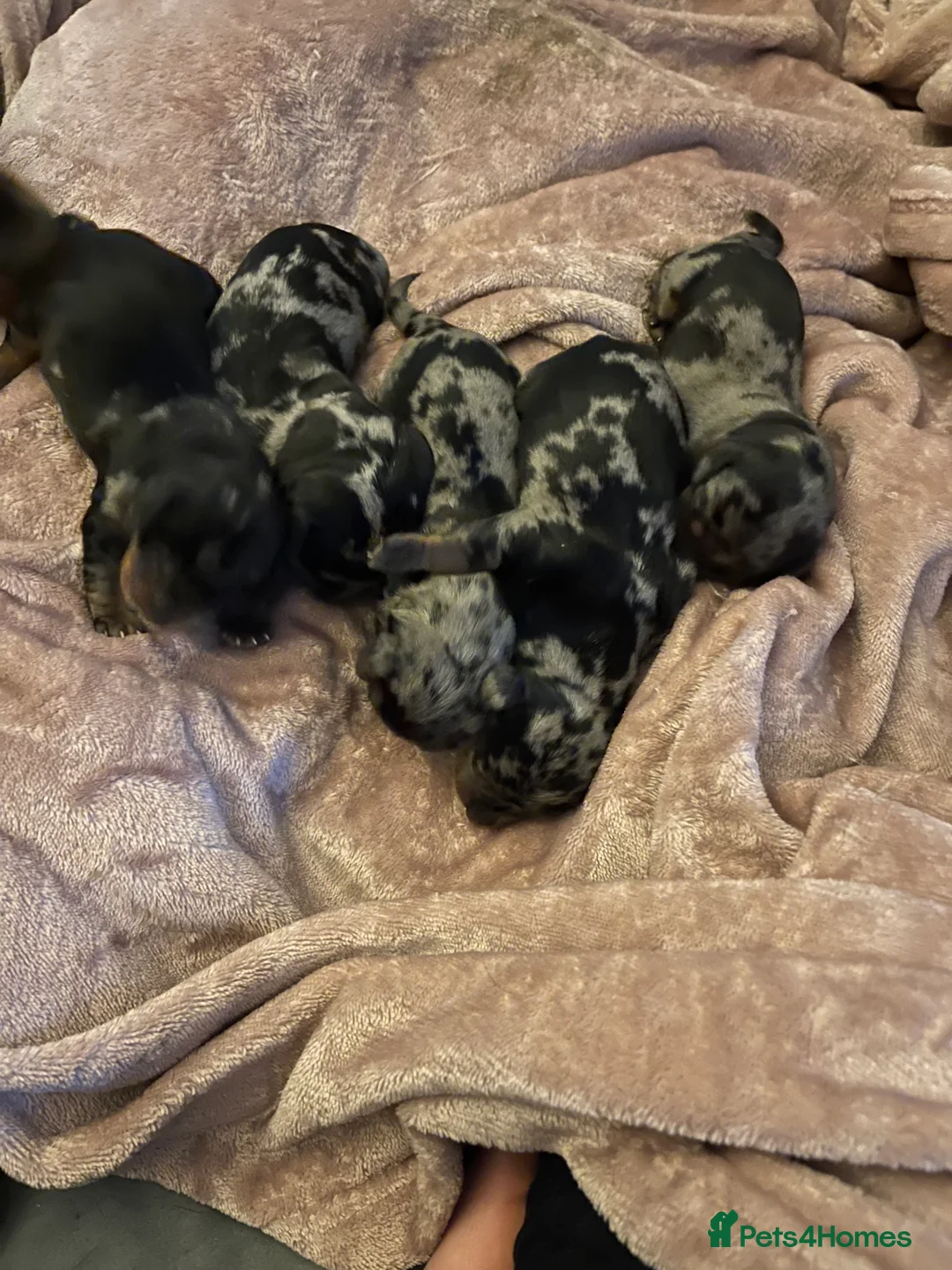 Dachshund dogs for stud: Dachshund (Miniature) Stud in Basildon - Advert 17
