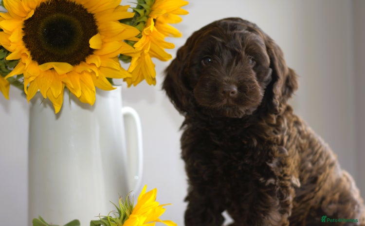 Cockapoo dogs - Advert 16