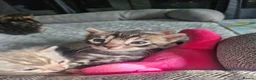 Bengal cats for sale: Stunning bengal kittens  - Advert 9