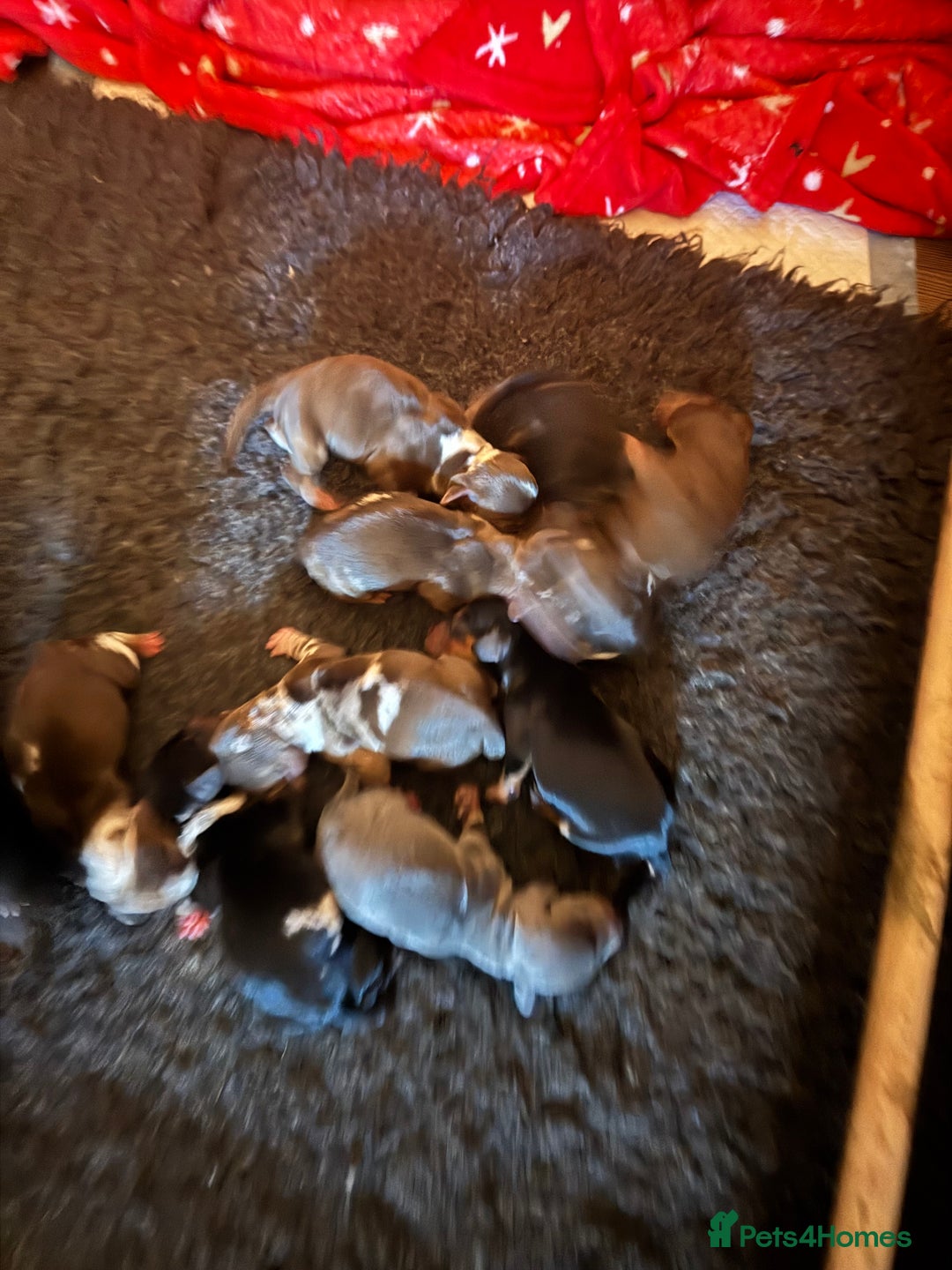 Miniature Dachshund dogs for sale: 🐾 Miniature Dachshund Puppies for Sale 🐾 - Image 3