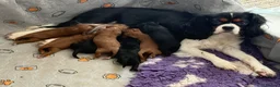 Cavapoo dogs for sale: Cavapoo f1 health tested 5* incensed  - Advert 5