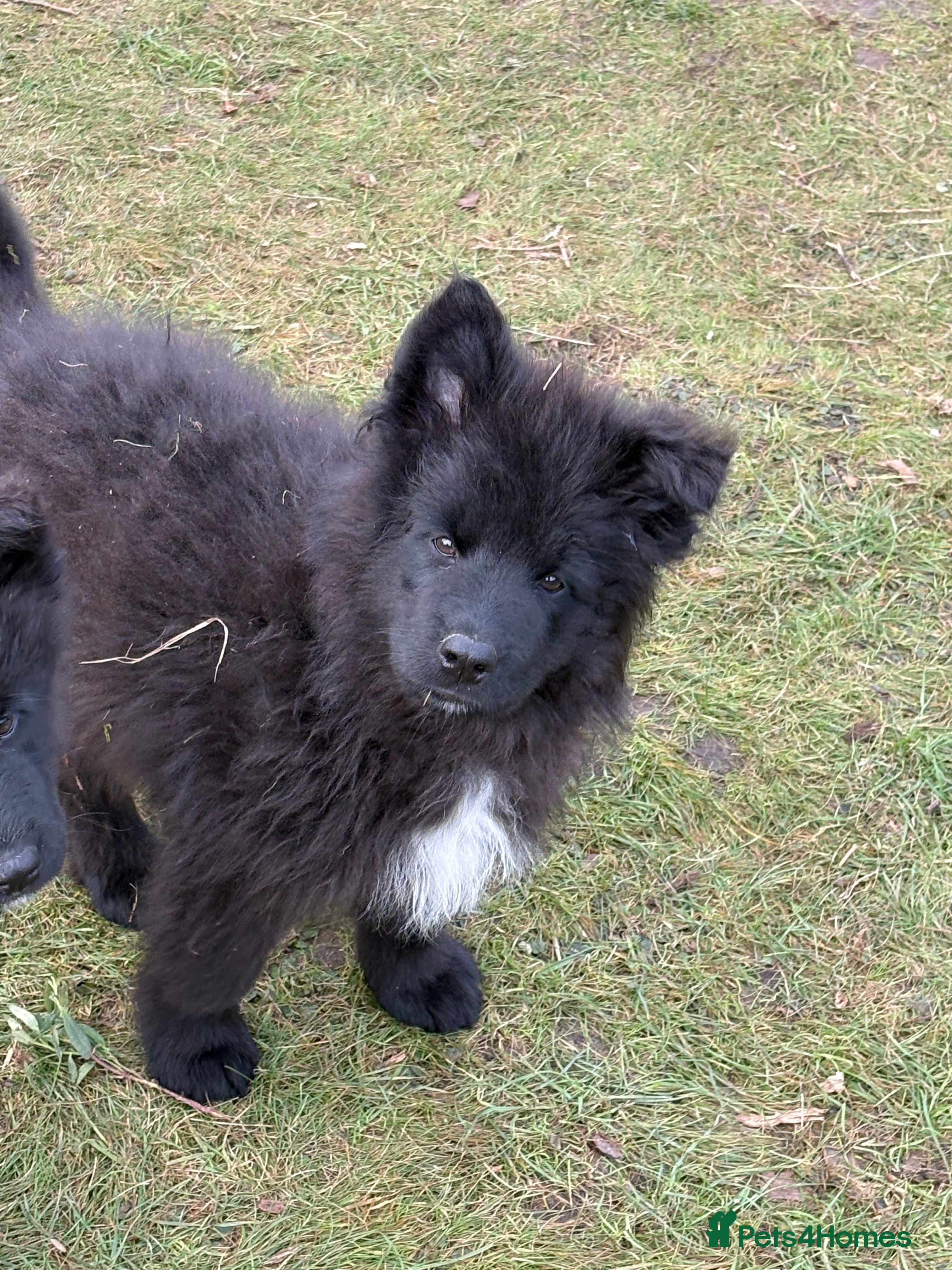 Mixed Breed dogs Belgium Shepard x Samoyed puppies - Advert 12