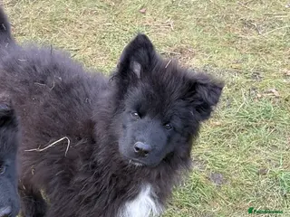 Mixed Breed dogs Belgium Shepard x Samoyed puppies - Advert 2