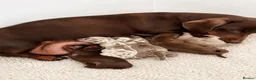 Miniature Dachshund dogs for sale: 🐾 Beautiful KC mini dachshund pups ready 25/07  - Advert 21