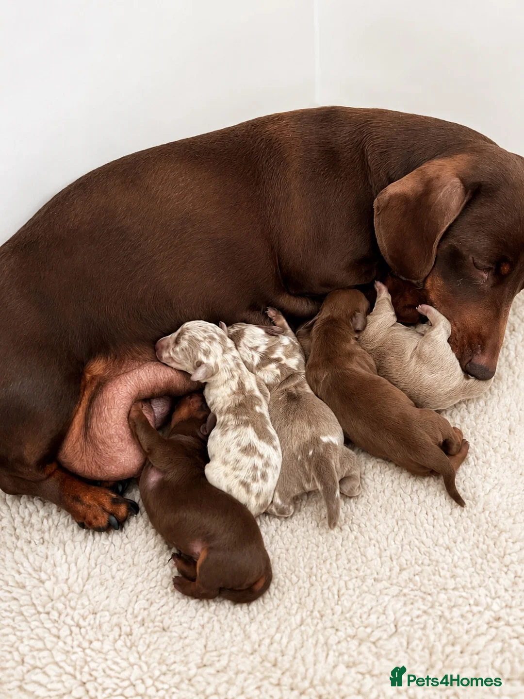 Miniature Dachshund dogs for sale: 🐾 Beautiful KC mini dachshund pups ready 25/07  - Advert 21