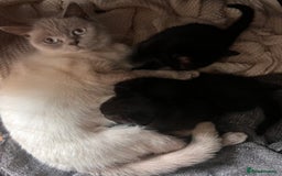 British Shorthair cats for sale: Black BSH x kittens  - Image 5