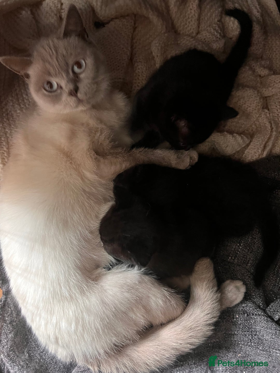 British Shorthair cats for sale: Black BSH x kittens  - Image 5
