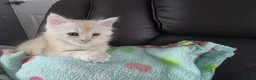 Maine Coon cats for sale: Beautiful pure maine coon kitten - Advert 3