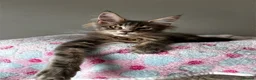 Maine Coon cats for sale: Beautiful Maine coon kittens  - Advert 9
