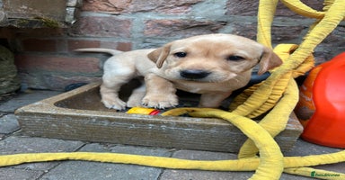 Labrador Retriever dogs for sale in Goole - Advert 6