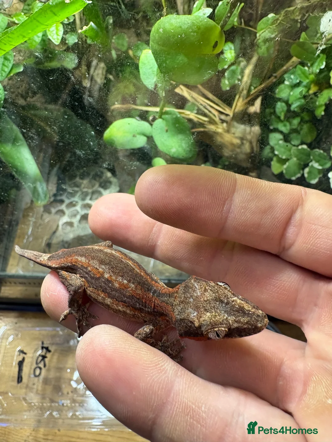Gecko reptiles for sale: Male and unsexed red gargoyle geckos.  - Advert 10