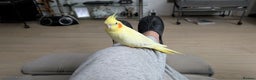 Cockatiels birds for sale: Tame lutino cockatiel London  - Advert 4