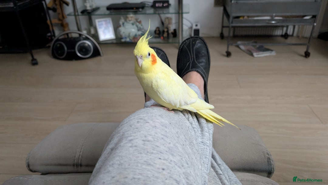 Cockatiels birds for sale: Tame lutino cockatiel London  - Advert 4
