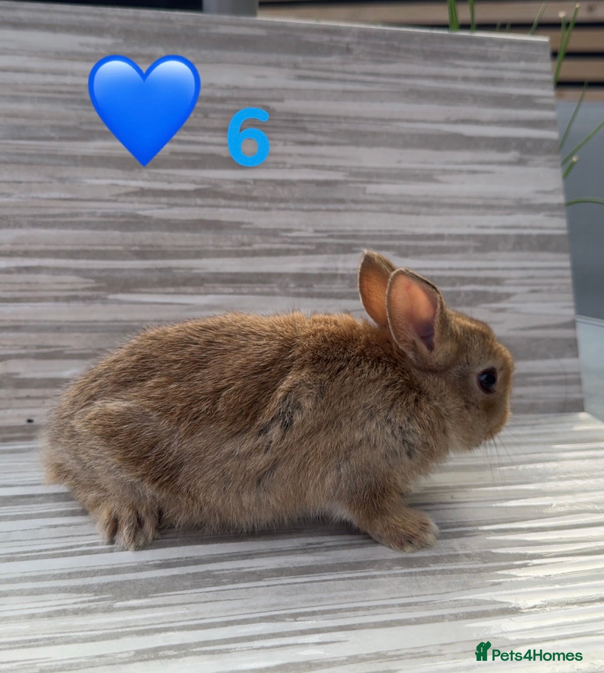 Mixed Breed rabbits Mixed Bunnies ready June 6th - Advert 2
