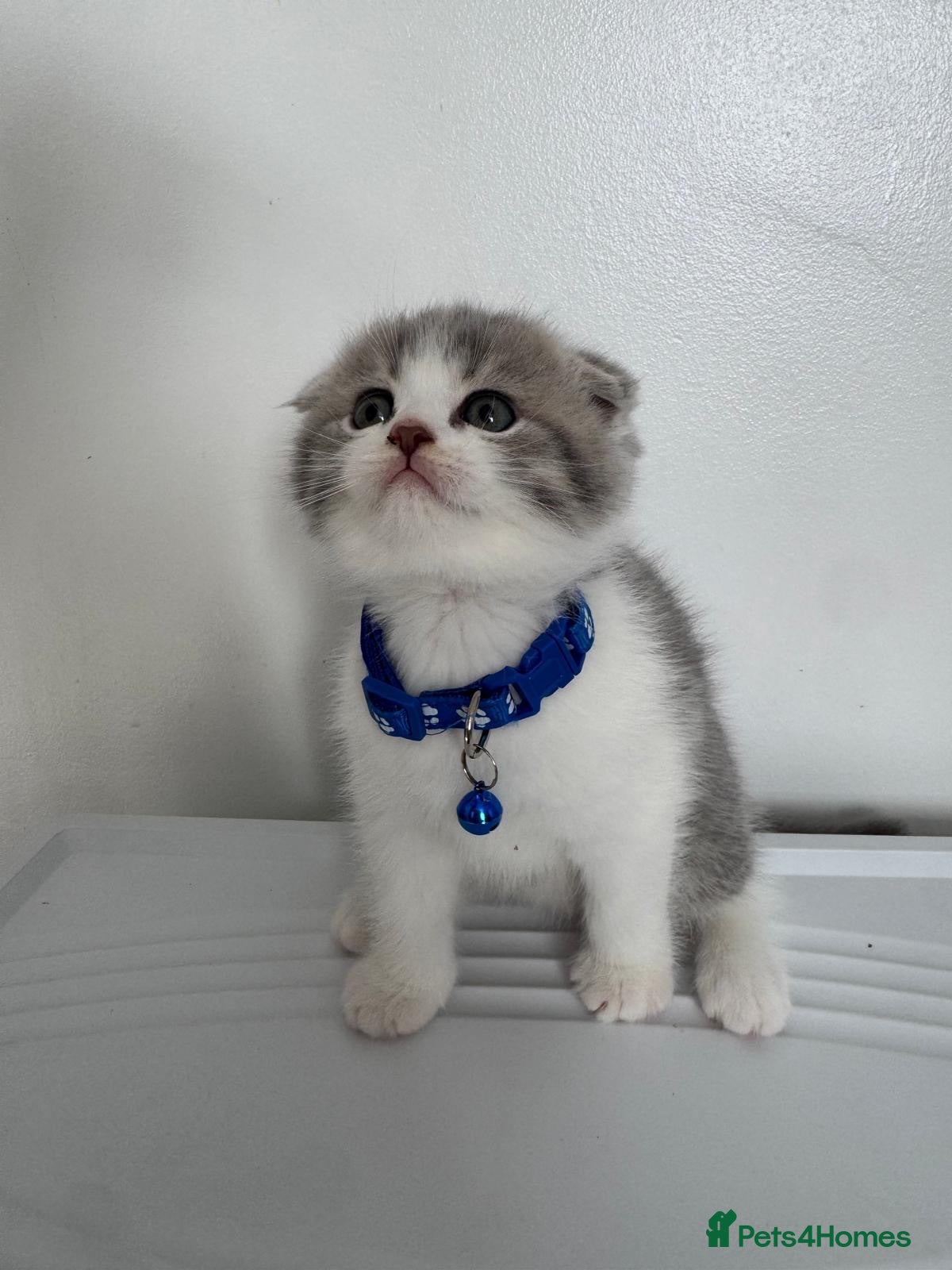 Scottish Fold cats 🐾 ADORABLE FLUFFY SCOTTISH FOLD KITTENS – £695 🐾 - Advert 2