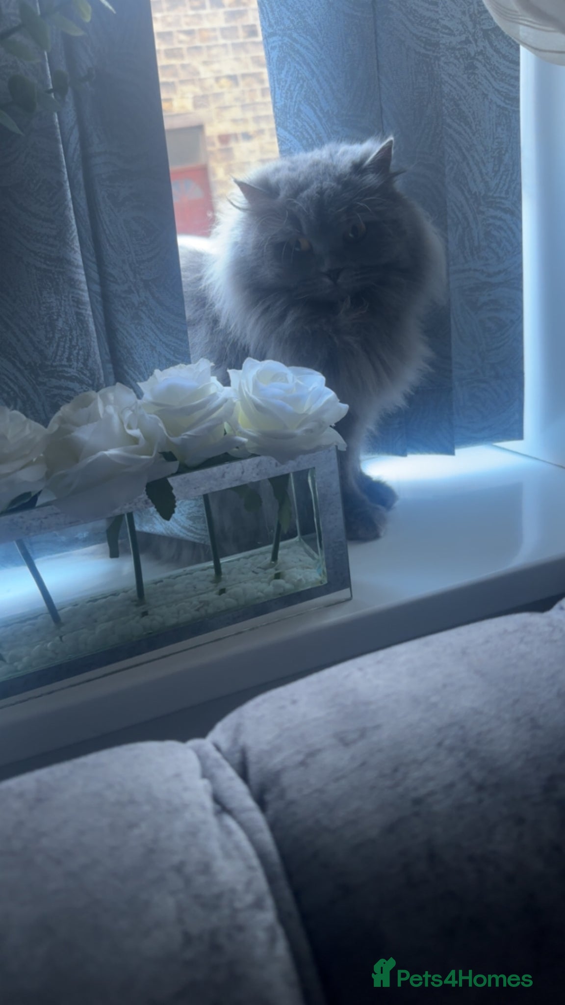 British Shorthair cats bshkittens and britishlonghair forsale - Advert 5