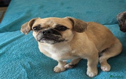 Puggle dogs for adoption: 💖🐶LOLA 2 -affectionate & sweet PugxFrenchie🐶💖 - Image 7