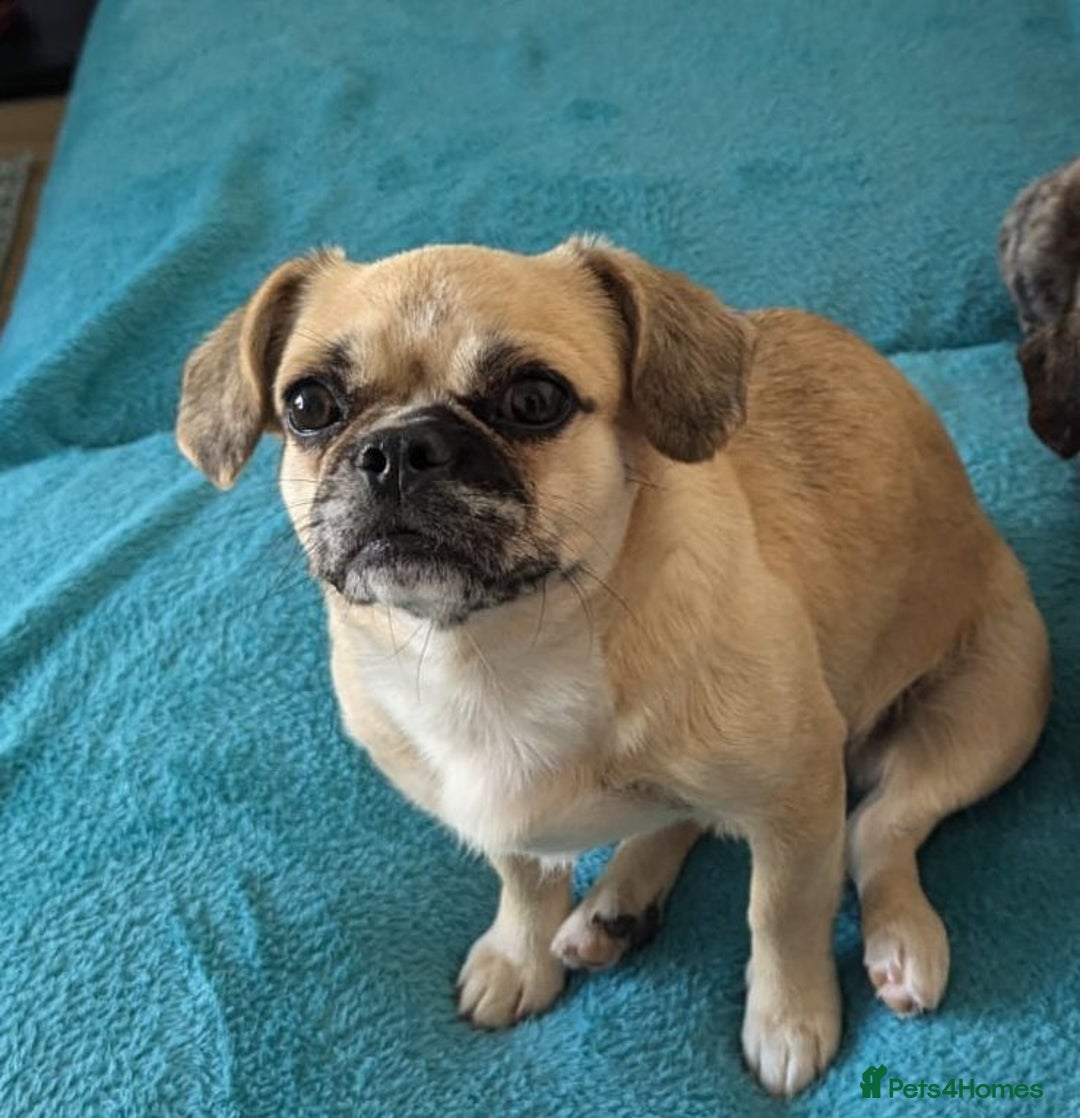 Puggle dogs for adoption: 💖🐶LOLA 2 -affectionate & sweet PugxFrenchie🐶💖 - Image 7