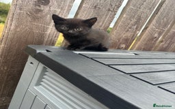 Mixed Breed cats for sale: Kittens ready to leave  - Image 25