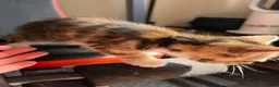 Mixed Breed cats for sale: Kittens  - Advert 7