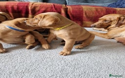 Labrador Retriever dogs for sale: KC Reg Fox-red Lab puppies, working type - Image 9