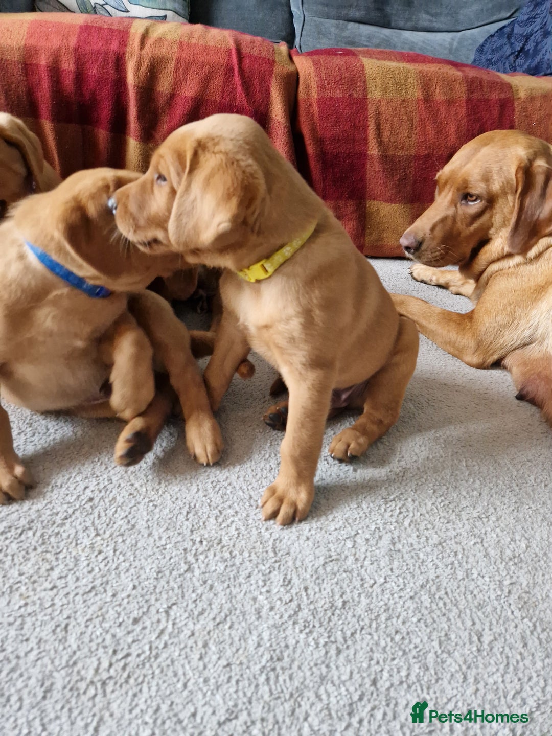 Labrador Retriever dogs for sale: KC Reg Fox-red Lab puppies, working type - Image 9