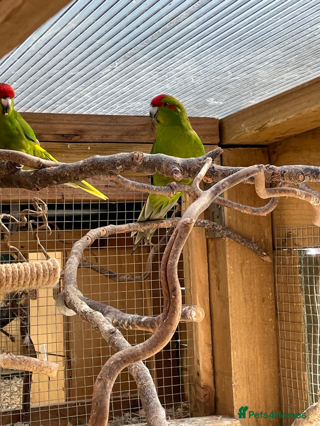 Parakeets birds for sale: Young Emerald Green Kakariki  - Image 4