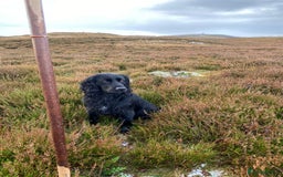 Cocker Spaniel dogs for sale: Cocker spaniel puppies  - Image 6