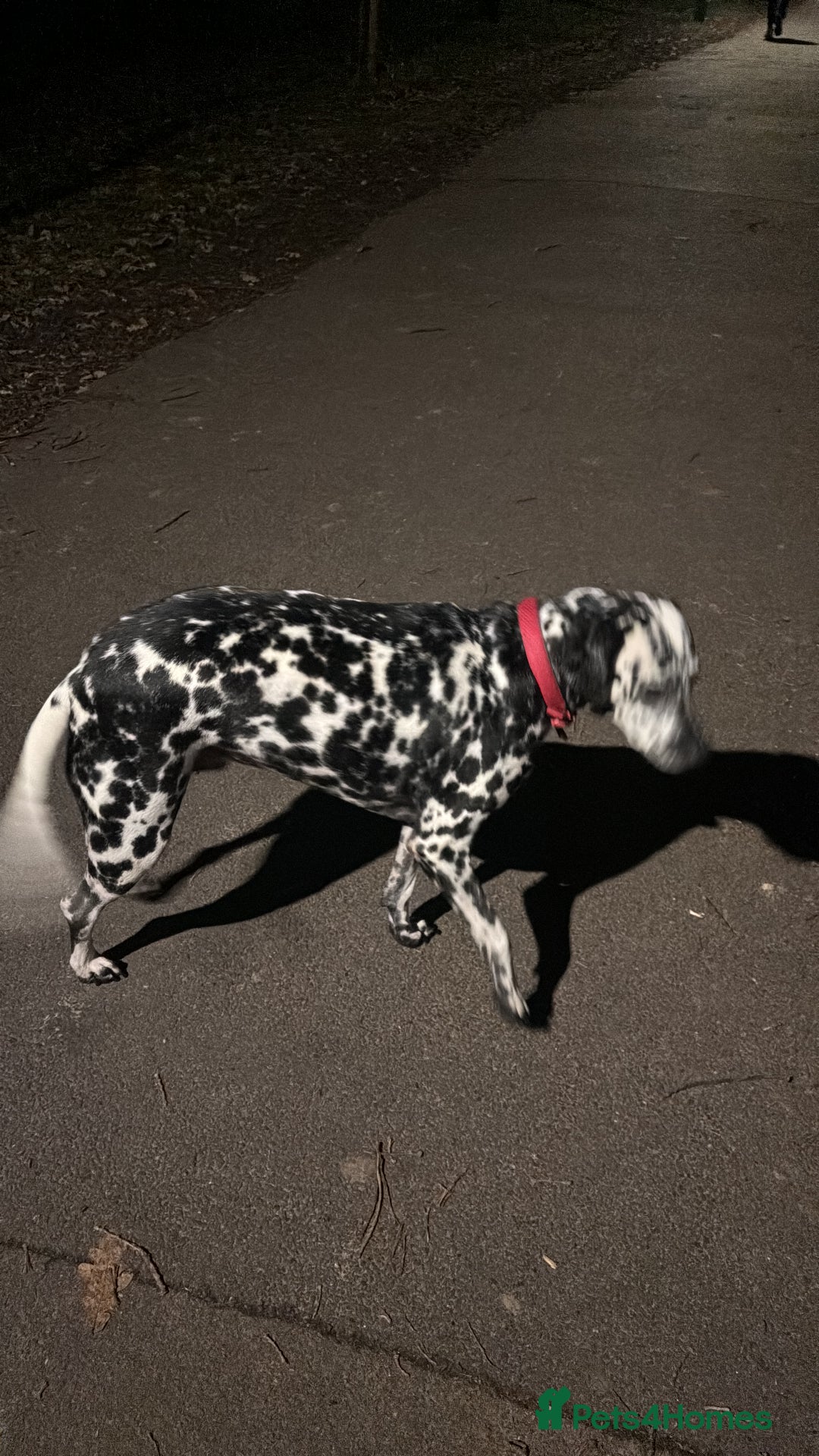 Mixed Breed dogs for sale: Beautiful Dalmatian Cross - Advert 2