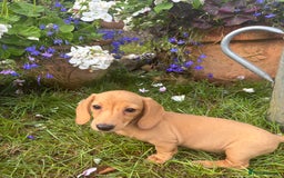 Miniature Dachshund dogs for sale: 🐶 Miniature Smooth Haired Dachshunds. KC REG. 🐶  - Image 31