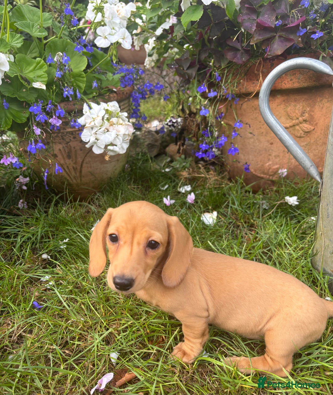 Miniature Dachshund dogs for sale: 🐶 Miniature Smooth Haired Dachshunds. KC REG. 🐶  - Image 31