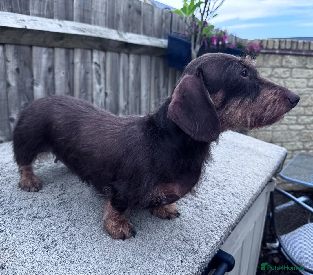 Miniature Dachshund dogs for sale: Miniature Wire dachshund  - Advert 3