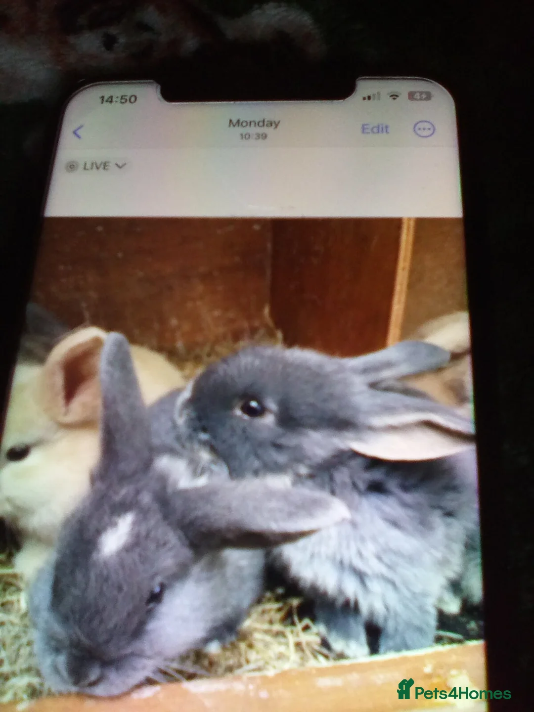 Mini Lop rabbits for sale: Ready to leave now  - Advert 7