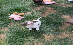 Miniature Dachshund dogs for sale: Miniature Dachshund Puppies  - Image 14