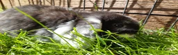 Mini Lop rabbits for sale: Gorgeous Mini Lops  - Advert 25