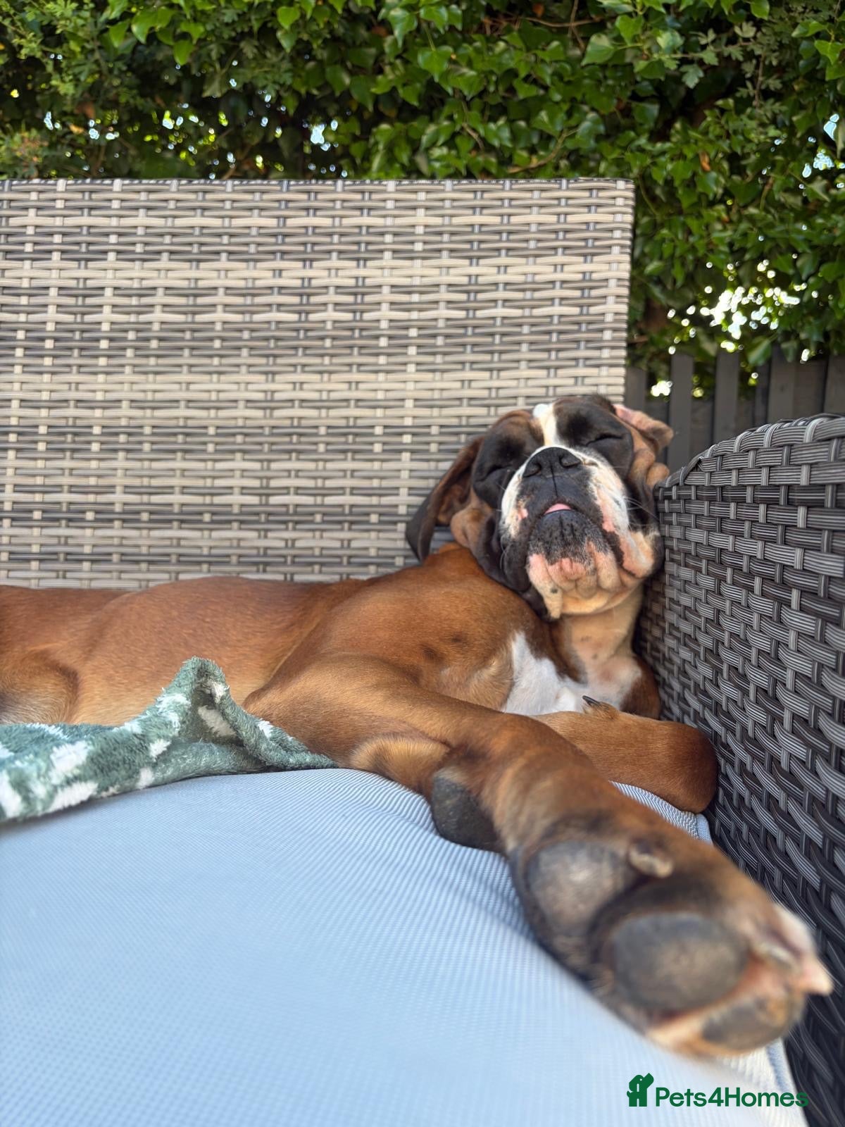 Boxer dogs Boxer lovers only  - Advert 1