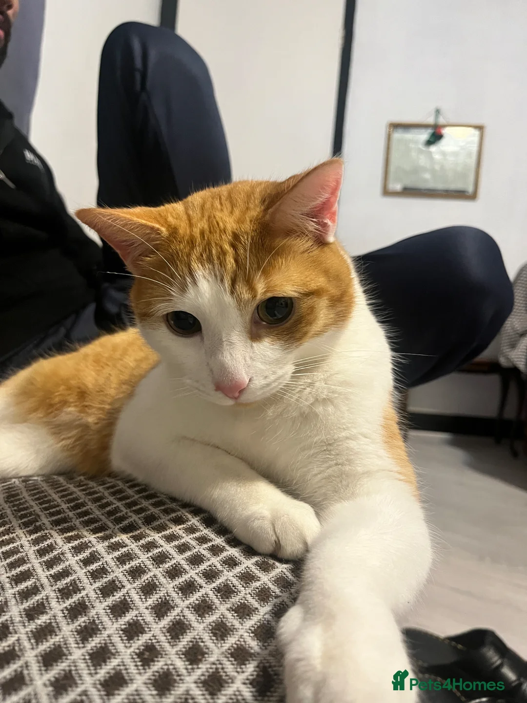 Domestic Shorthair cats for sale: Domestic short hair. in Oldham - Advert 8