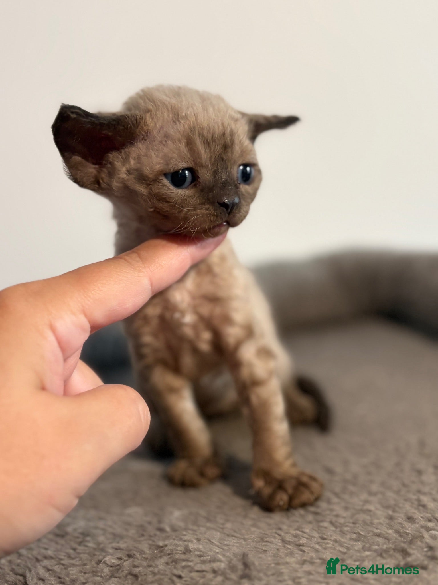 Devon Rex cats 😻 Devon rex Kittens available 😻❤️ - Advert 1