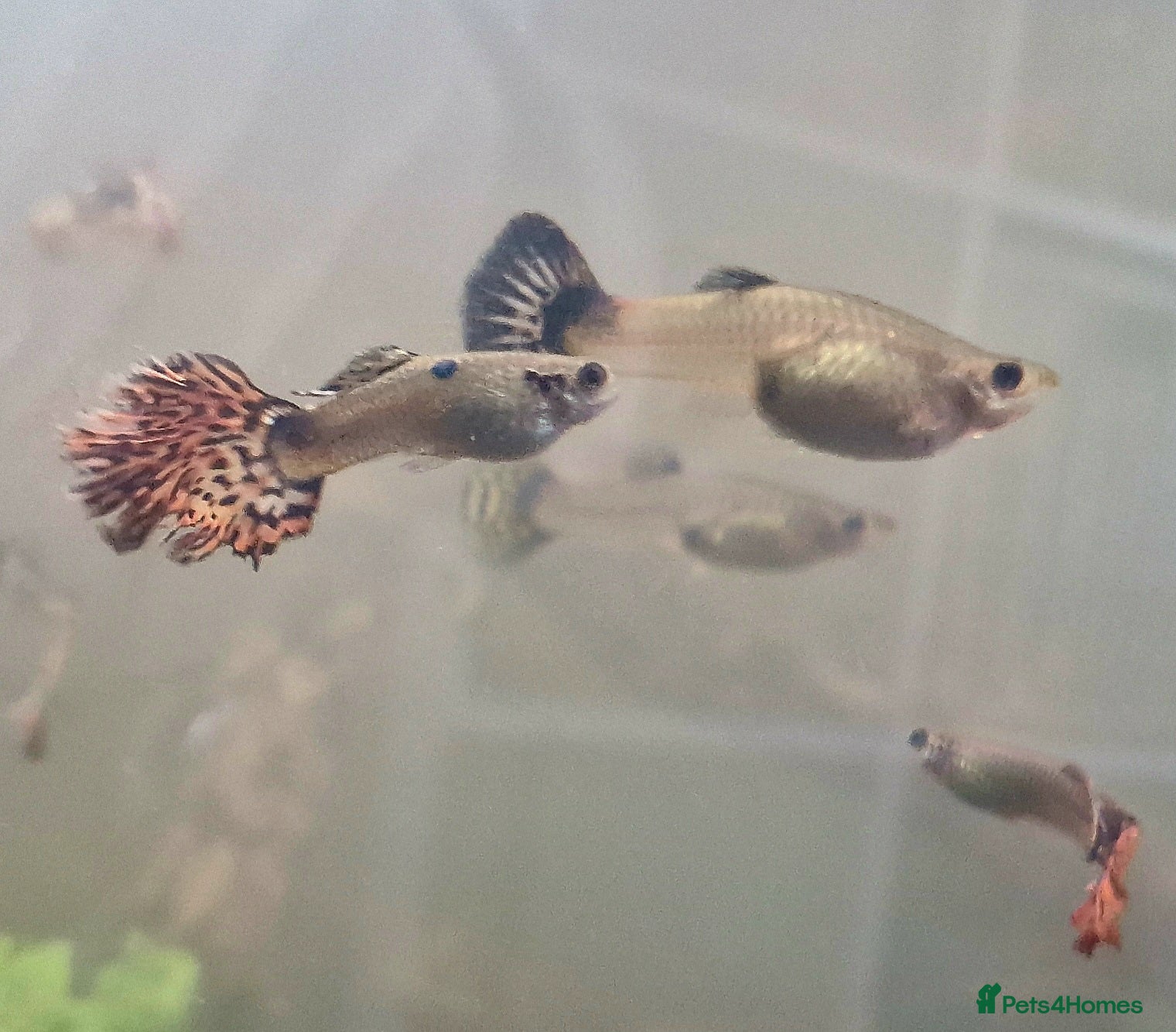 Live Bearers fish Free guppies  in Poole - Advert 8