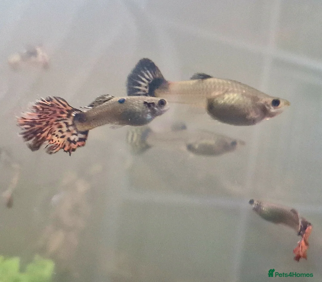 Live Bearers fish for sale: Free guppies  in Poole - Advert 1