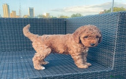 Mixed Breed dogs for sale: Out standing Labradoodle from a loving home  - Image 6