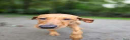 Labrador Retriever dogs for sale: Rex red fox lab in Yelverton - Advert 8