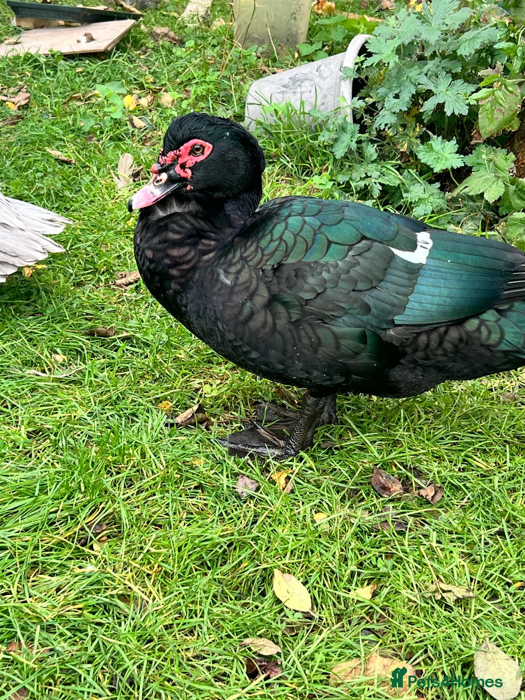Waterfowl poultry for sale: Muscovy Duck Hatching eggs - Available to reserve - Advert 4