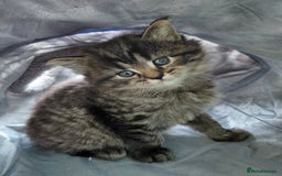 Maine Coon cats for sale: Kittens for sale half main coon - Image 19
